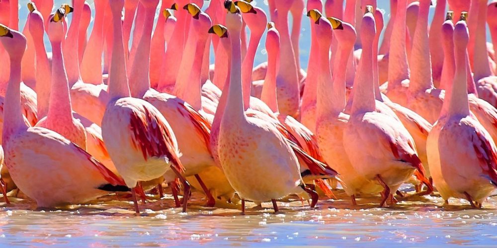 Flamingo astaxanthin
